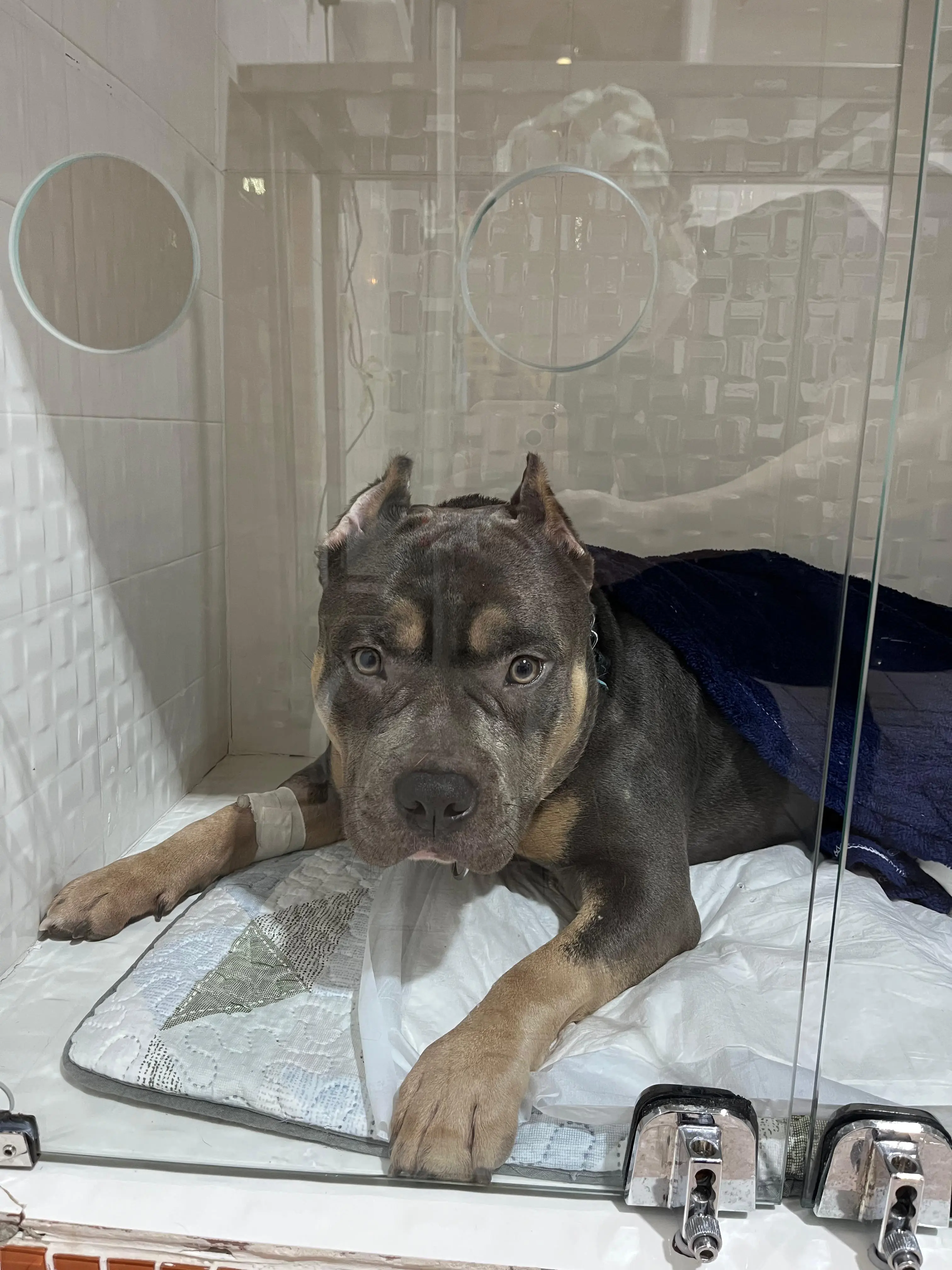 Tratamento ortopédico bem-sucedido